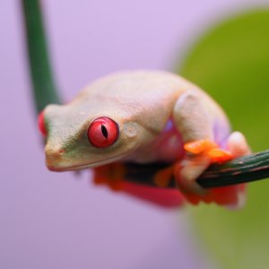 RETF_T_Albino_Male_01A
