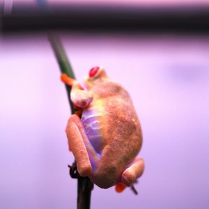 RETF_T_Albino_Male_01DB
