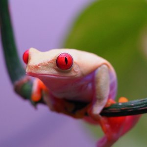 RETF_Albino_Male_01A
