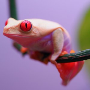 RETF_Albino_Male_01B