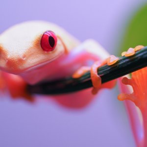 RETF_Albino_Male_02A