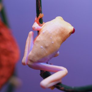 RETF_Albino_Male_02B