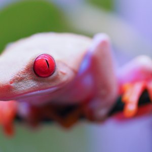 RETF_Albino_Female_01B
