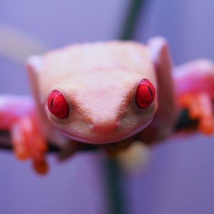RETF_Albino_Female_01C