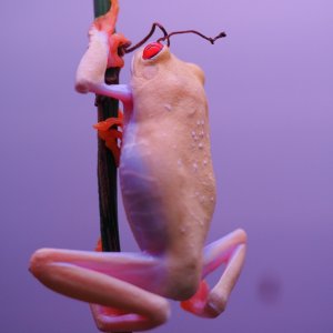 RETF_Albino_Female_01D