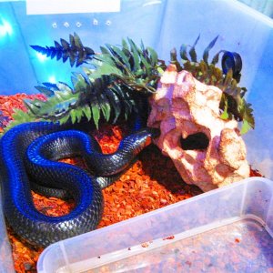 Happy the Indigo Snake
