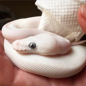 My White Diamond BEL