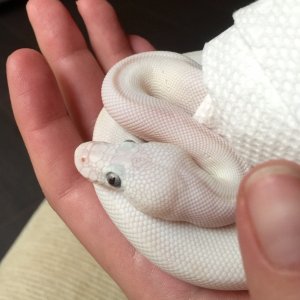 My White Diamond BEL