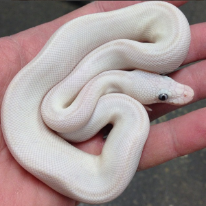My White Diamond BEL