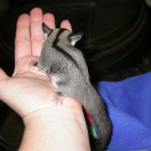 Starr 5 Wks OOP