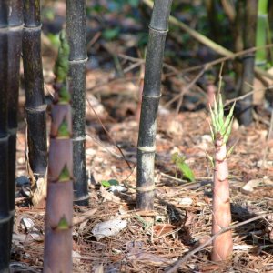 Black Bamboo (Phyllostachys nigra)