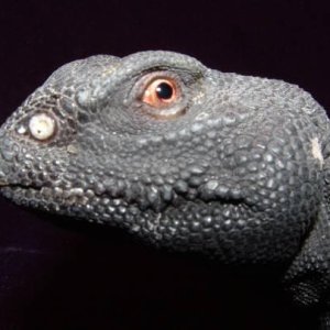 Mali Uromastyx