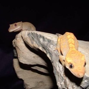 Crested Gecko Jumper