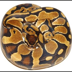 Ball Python # 1 F/S