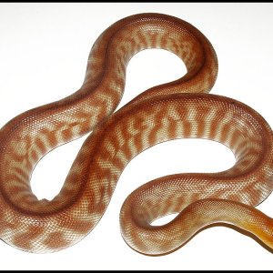 Starburst Woma