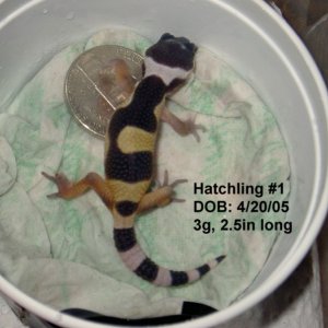 Updated pic of hatchling #1