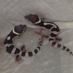 Mack Co-Dom Snow Hatchlings