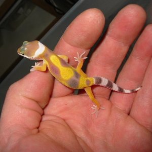 3 day old