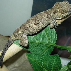 GG2