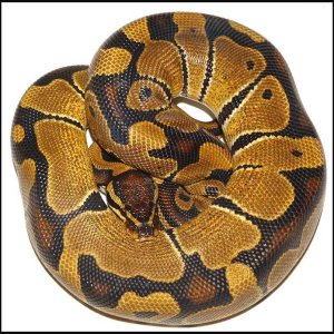 Ball Python # 9 F/S
