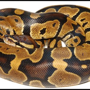 Ball Python # 11 F/S