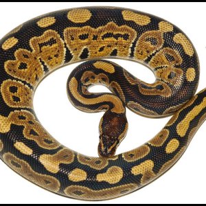 Ball Python # 18 F/S