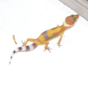 Super Hypo Tangerine Carrot Tail