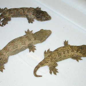 more leachie goodness
