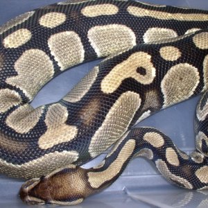 Female light tan.