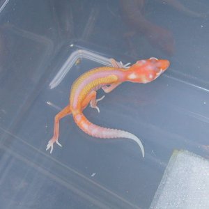Reverse stripe giant albino.