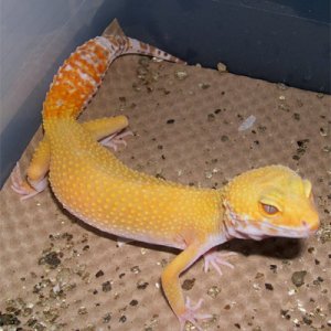 Hybino