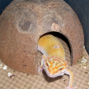 peek a boo