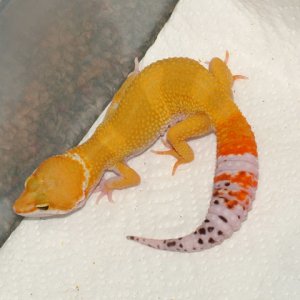 dukie