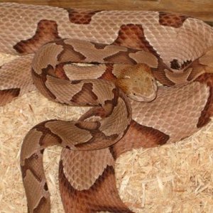 Southern Copperhead