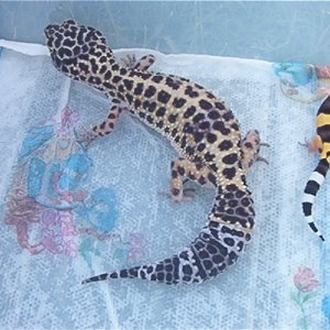 baby_and_mother_leo_s_014