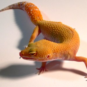Hybino breeder
