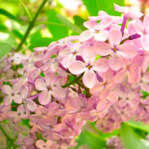 DSCN3948