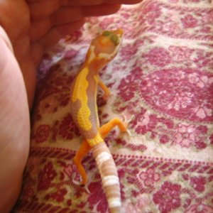 "Piccaso" my abstract tremper albino