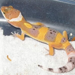 bell het 2&1/2 weeks