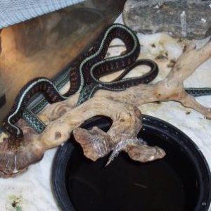 pictures before I owned them