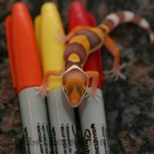 Rainwater Albino