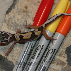 Jungle Het Tremper Albino