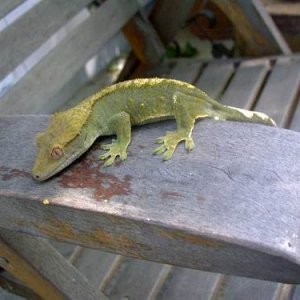 "Minty" my olive crestie