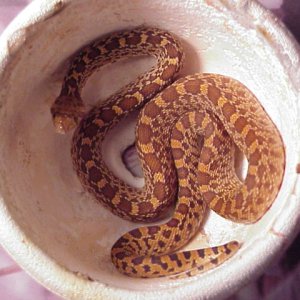 04' Kingsville female bullsnake purchased from Cherryville farms