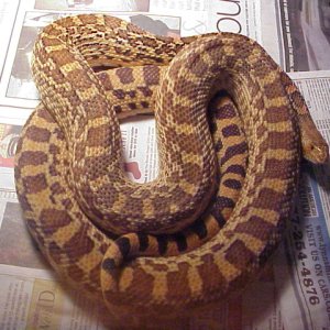 03' Crumbly male bullsnake...