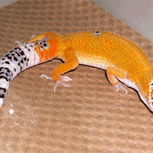 gecko from Blazin