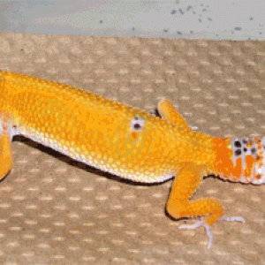 gecko from Blazin 2