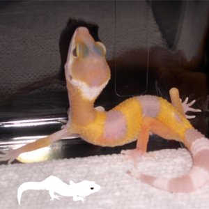 5 days old