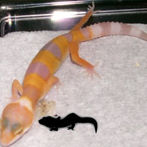 6 days old