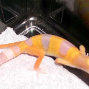 6 days old